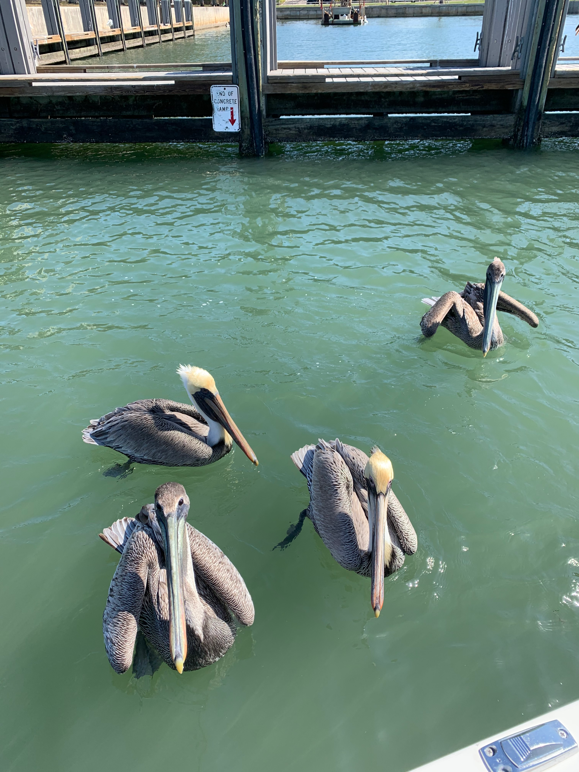 Sarasota fishing charter FAQ with Captain Craig